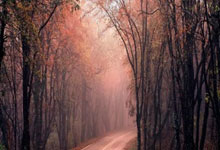 Pizza: Its Revolutionary Journey and What It Means for Our Future